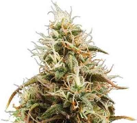 Jack Herer Automatic > Royal Queen Seeds