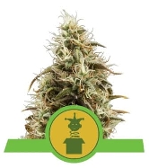 Royal Jack Automatic > Royal Queen Seeds