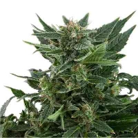 Royal Kush Automatic > Royal Queen Seeds