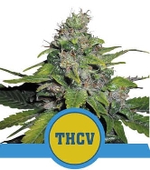 Royal THCV > Royal Queen Seeds