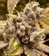 Runtz Ghost Train > Rare Dankness Seeds