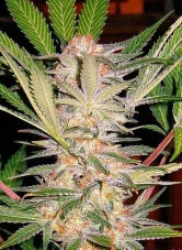 S.A.D. Sweet Afgani Delicious S1 > Sweet Seeds