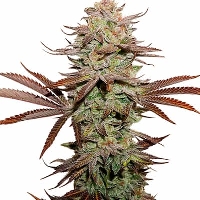 Sticky Fingers Autoflower > Seed Stockers