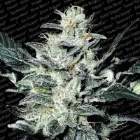 Sensi Star > Paradise Seeds