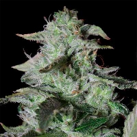 Sherbet Cake > Elev8 Seeds