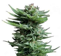 Shining Silver Haze > Royal Queen Seeds