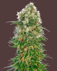 Shiva Skunk Automatic > Sensi Seeds