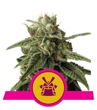 Shogun > Royal Queen Seeds