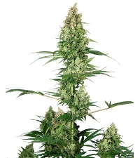 Silver Fire > Sensi Seeds