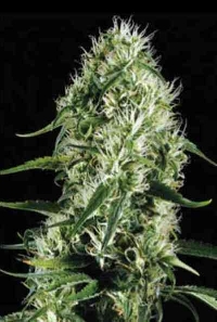 Silversurfer Haze > Blim Burn Seeds