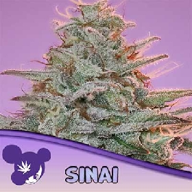 Sinai > Anesia Seeds