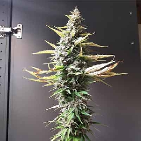 Skittlez Auto > The Bulldog Seeds