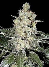 Homegrown Skunk #1 > Homegrown Fantaseeds