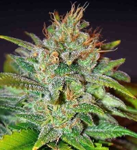 Skunk 47 > World of Seeds