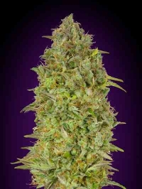 Skunk 47 > Advanced Seeds