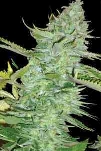 Skunk Afghani > Original Sensible Seeds