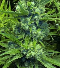 Skunk Special > Female Seeds