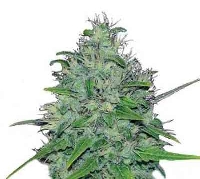 Skunk XL > Royal Queen Seeds