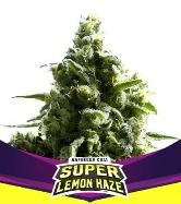 SLH – Super Lemon Haze > BSF Seeds