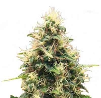 Somango XL > Royal Queen Seeds