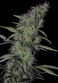 Somango #47 > Positronics