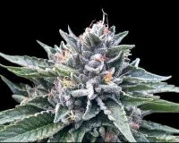 Sorbet #4 > DNA Genetics