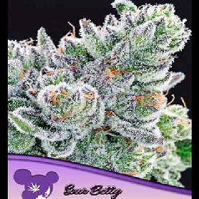 Sour Betty > Anesia Seeds