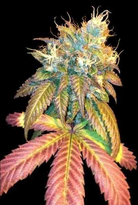 Sour Secret > DNA Genetics