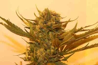 Sour P. > Resin Seeds