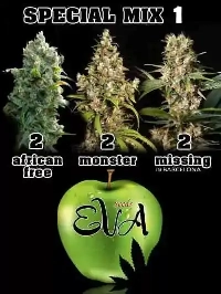 Special Mix 1 > Eva Female Seeds