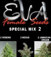 Special Mix 2 > Eva Female Seeds