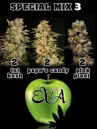 Special Mix 3 > Eva Female Seeds