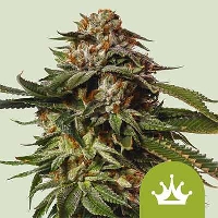 Special Queen 1 Auto > Royal Queen Seeds