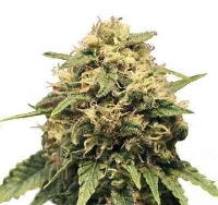 Special Queen #1 > Royal Queen Seeds