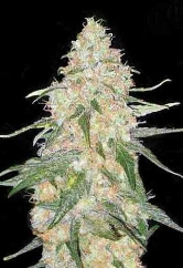 Special Skunk > Bulk Seed Bank