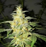 Speedy Boom Auto > Kannabia Seeds