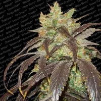 Spoetnik #1 > Paradise Seeds