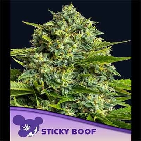 Sticky Boof > Anesia Seeds