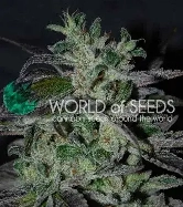 Strawberry Blue Early Harvest > World of Seeds