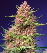 Strawberry Cola Sherbet F1 Fast > Sweet Seeds