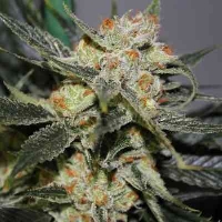 Strawberry Shortcake > Dark Horse Genetics