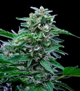 Stress Killer Automatic > Royal Queen Seeds