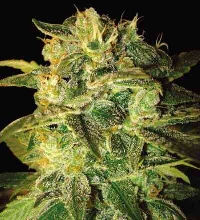 Sugar Mango Ryder > World of Seeds