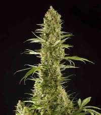 Sugarpop > Philosopher Seeds