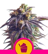 Sundae Driver > Royal Queen Seeds