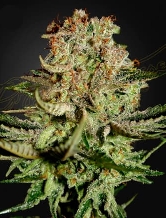 Super Bud > Green House Seed Company