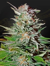 Super Lemon Haze Automatic > Green House Seed Company