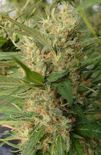 Super Malawi Haze > ACE Seeds