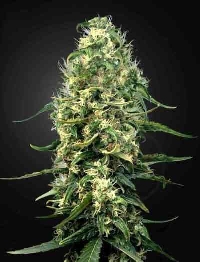 Super Silver Haze CBD > Green House Seed Company