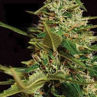 Super Skunk Auto > Vision Seeds